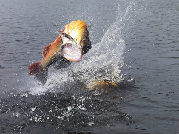 Festival de Pesca do Tucunaré dará 10 motores de popa em Aparecida do Taboado